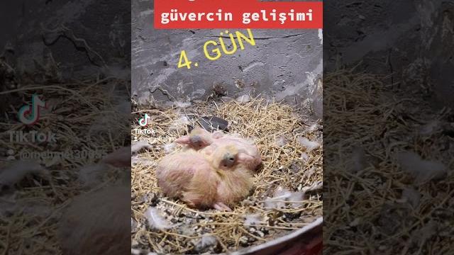 Güvercin gelişimi 21 günlük Güvercin gelişimi 21 günlük