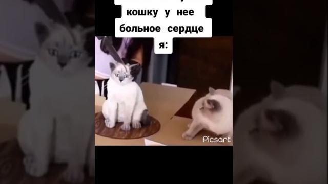 Разрезал кошку(это торт) Разрезал кошку(это торт)