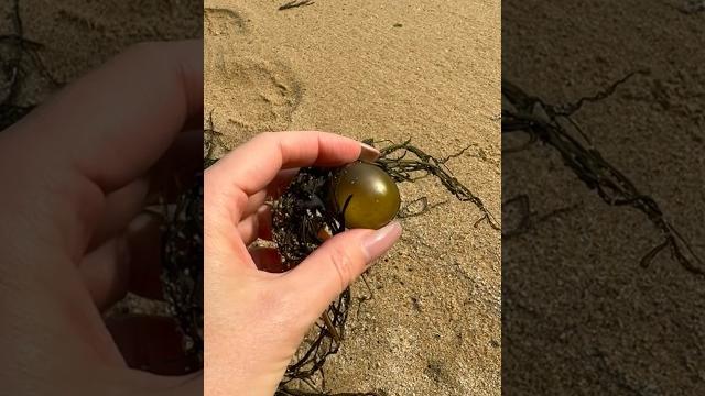 Морской виноград деликатес морская капуста Морской виноград деликатес морская капуста