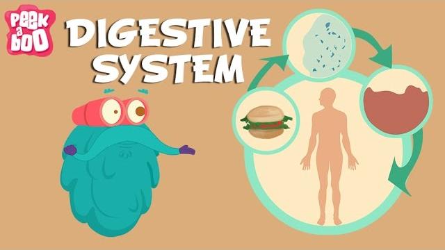 Digestive system | the dr. binocs show | learn videos for kids Digestive system | the dr. binocs show | learn videos for kids