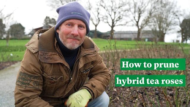How to prune hybrid tea roses | the rhs How to prune hybrid tea roses | the rhs