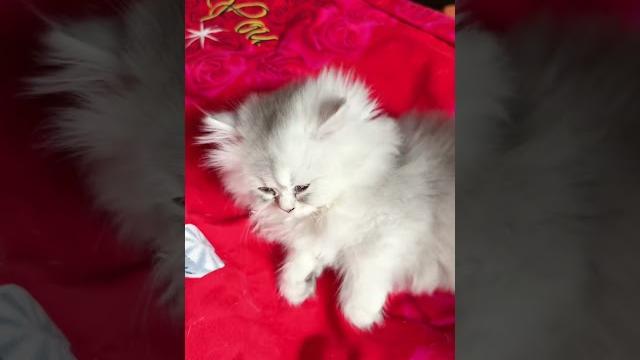 装睡的猫叫不醒#猫咪 #萌宠猫咪 装睡的猫叫不醒#猫咪 #萌宠猫咪