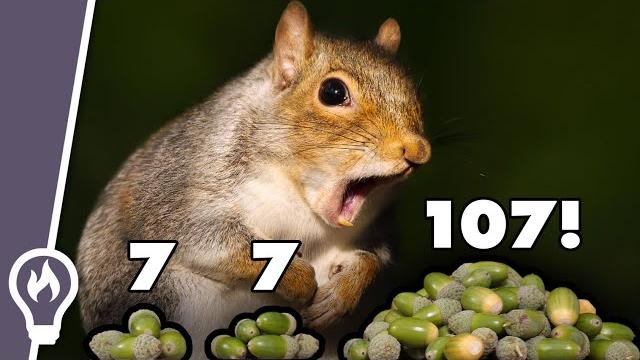 How oak trees manipulate squirrels to abandon their acorns How oak trees manipulate squirrels to abandon their acorns