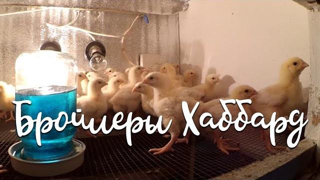 Бройлеры хаббард Бройлеры хаббард