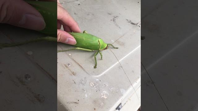 The giant false-leaf katydid (pseudophyllus titan) part 2 The giant false-leaf katydid (pseudophyllus titan) part 2