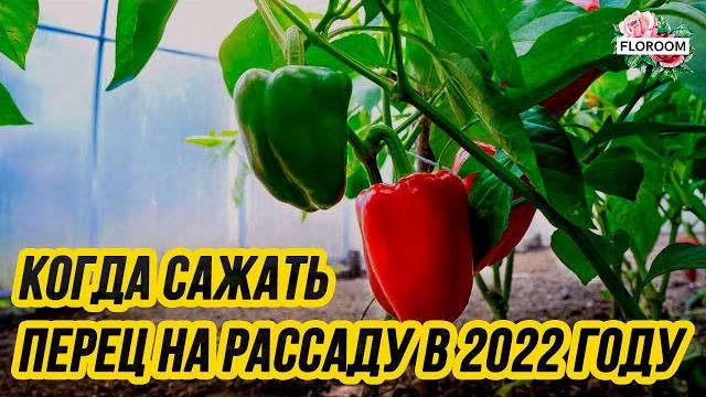 Когда сажать перец на рассаду в 2022 году Когда сажать перец на рассаду в 2022 году