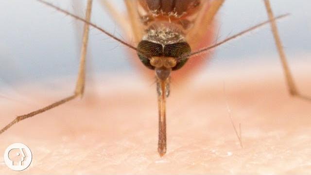 How mosquitoes use six needles to suck your blood | deep look How mosquitoes use six needles to suck your blood | deep look