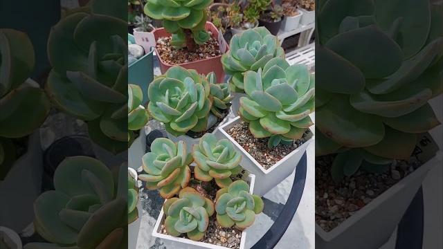 白鳳~春夏秋冬#小茉愛多肉#succulent #多肉植物 #多肉新手 白鳳~春夏秋冬#小茉愛多肉#succulent #多肉植物 #多肉新手