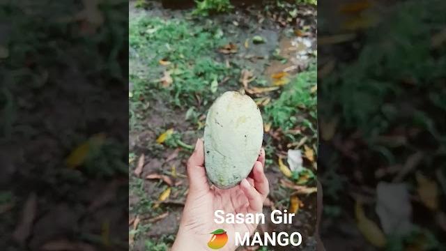 Sasa gir#travel #sasangir #mango Sasa gir#travel #sasangir #mango