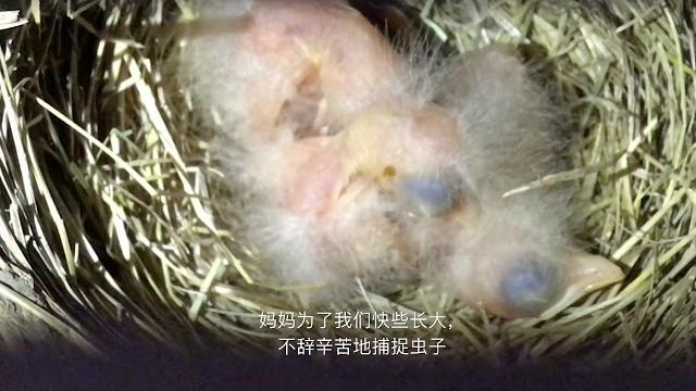 鲜为人知—北美知更鸟的㊙️密!二 robin’s hatching! 鲜为人知—北美知更鸟的㊙️密!二 robin’s hatching!