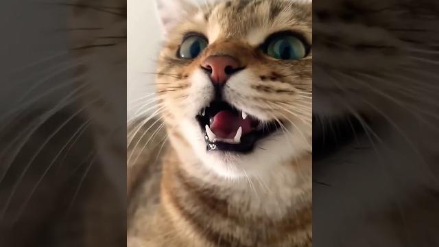 Kitten meowing to attract cats Kitten meowing to attract cats