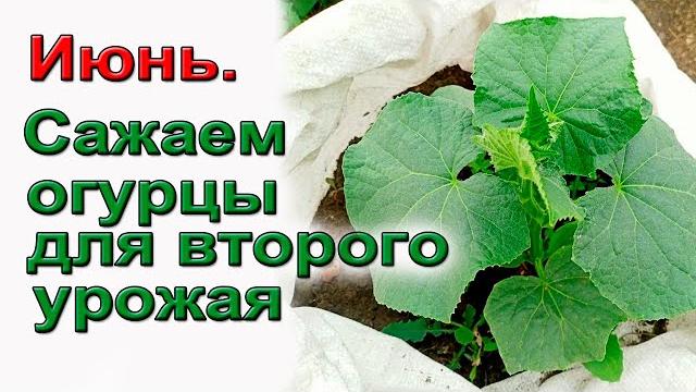 Сажаем огурцы в июне два урожая за сезон Сажаем огурцы в июне два урожая за сезон
