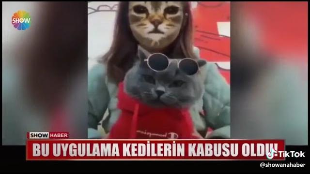 Kediler neler yaptı Kediler neler yaptı