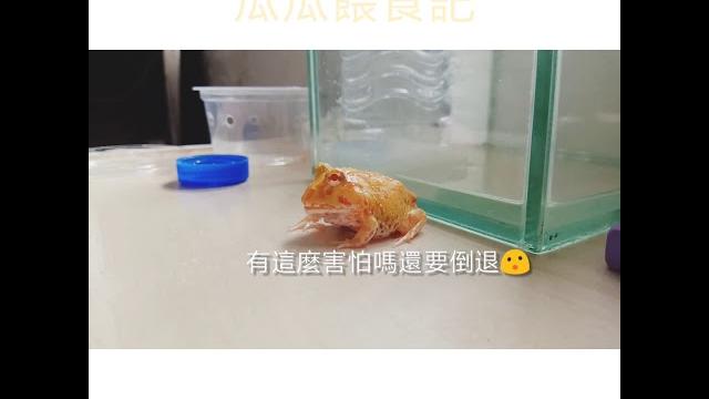 黃金角蛙餵食記 黃金角蛙餵食記