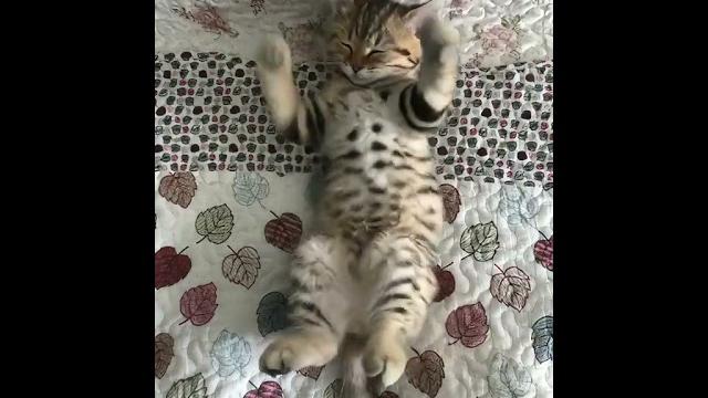 猫咪爱跳舞 没有ai玩不动的舞 ai宠物跳舞像吃了菌子 ai跳舞逐渐离谱 猫咪爱跳舞 没有ai玩不动的舞 ai宠物跳舞像吃了菌子 ai跳舞逐渐离谱