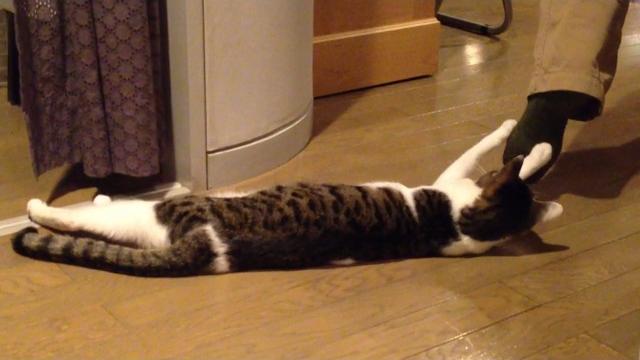Funniest cat video compilation 2024 Funniest cat video compilation 2024