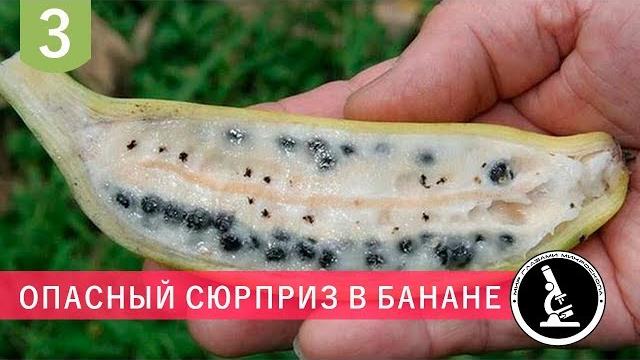 Опасная личинка внутри банана под микроскопом Опасная личинка внутри банана под микроскопом