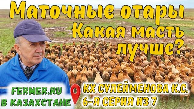 Две отары элитных овец эдильбаевской породы. особенности племработы и содержания. кх сулейменова к.с Две отары элитных овец эдильбаевской породы. особенности племработы и содержания. кх сулейменова к.с