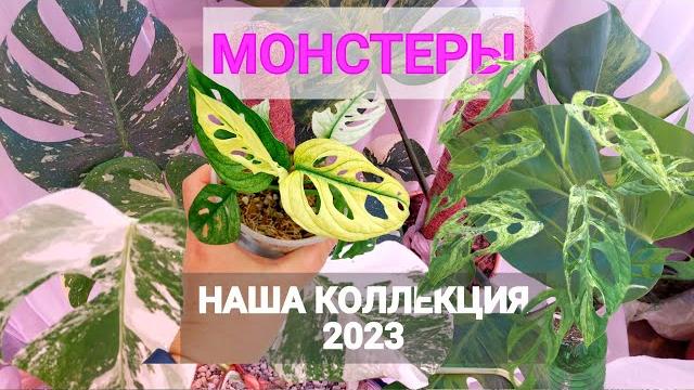 Коллекция монстер. виды и сорта, их особенности и как ухаживать. обзор комнатных растений Коллекция монстер. виды и сорта, их особенности и как ухаживать. обзор комнатных растений