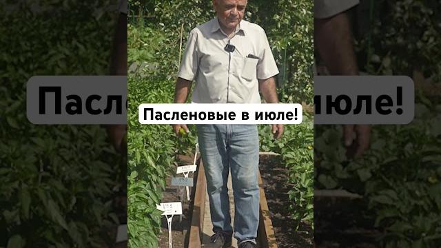 Пасленовые в июле! #огород #дача #сад #семена Пасленовые в июле! #огород #дача #сад #семена