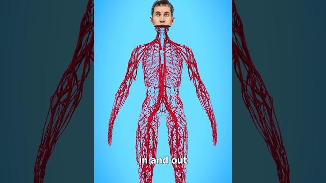 How long are your blood vessels? How long are your blood vessels?