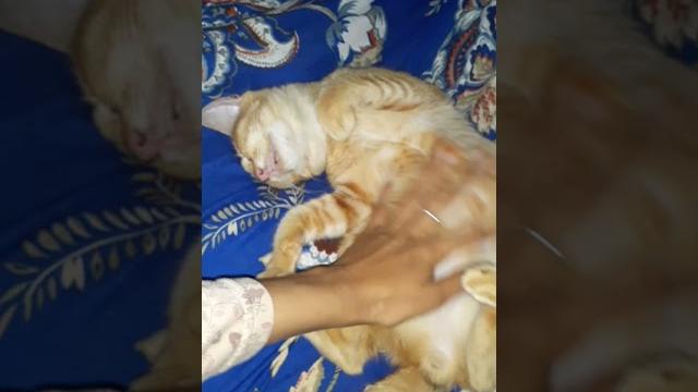 Tidur terlalu pulas Tidur terlalu pulas