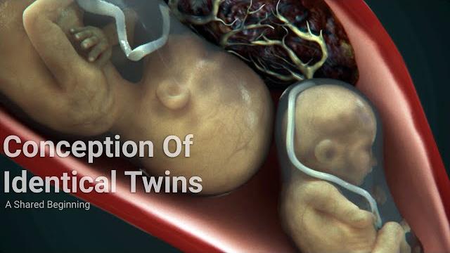 The miracle of twin fertilizations: a shared beginning The miracle of twin fertilizations: a shared beginning