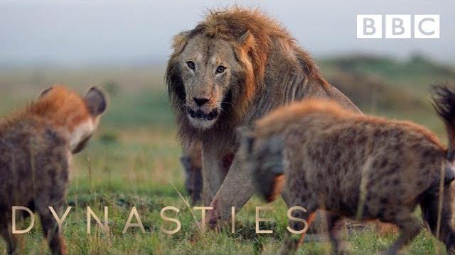 Hyena pack attacks lion | full clip - dynasties Hyena pack attacks lion | full clip - dynasties