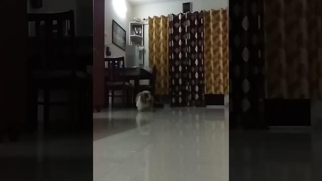 Schetzo...bingo..pet..dog Schetzo...bingo..pet..dog