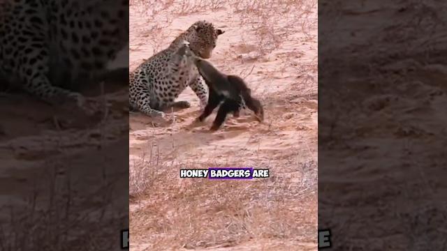 The fearless battle: leopard vs. honey badger The fearless battle: leopard vs. honey badger