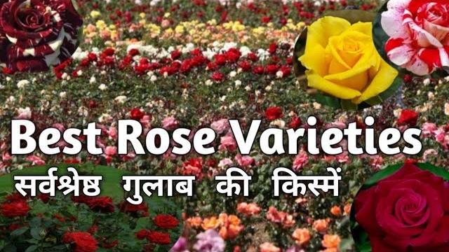 Best rose varieties in india Best rose varieties in india