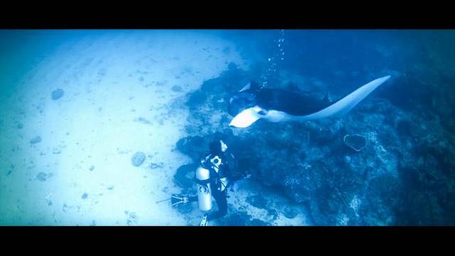 Dive indonesia with seazaa Dive indonesia with seazaa