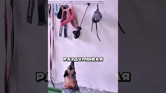 Это самая умная собака в мире! #shorts Это самая умная собака в мире! #shorts