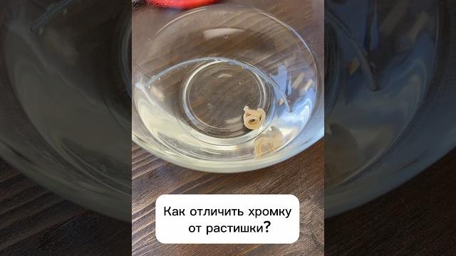 #какотличить #хромка #растишка #виталийзуев #какотличить #хромка #растишка #виталийзуев
