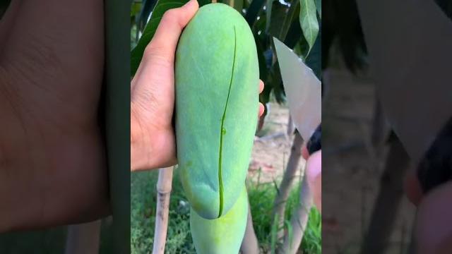 How to cut tasty mango on my farm asmr | fresh fruit cutting in my farm How to cut tasty mango on my farm asmr | fresh fruit cutting in my farm