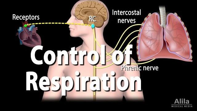 Control of ventilation, animation Control of ventilation, animation
