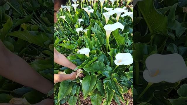 Right way to deadhead your calla lily Right way to deadhead your calla lily