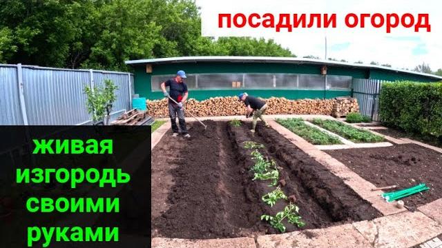 Посадили огород! стрижём живую изгородь. Посадили огород! стрижём живую изгородь.