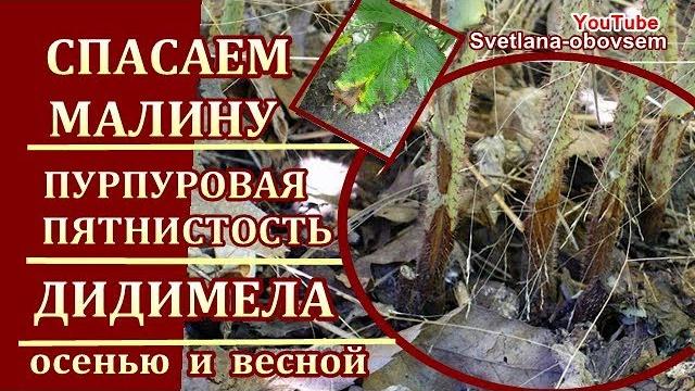 Спасаем малину от болезни .пурпуровая пятнистость-дидимела..черные пятна на стеблях .сохнут листья.. Спасаем малину от болезни .пурпуровая пятнистость-дидимела..черные пятна на стеблях .сохнут листья..