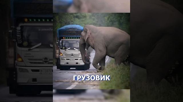 Самый умный слон на свете #события #новостимира #новости Самый умный слон на свете #события #новостимира #новости