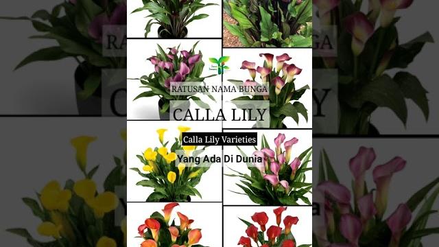 Puluhan cala lili | calla lily varieties | zantedeschia | world plant id (cek link di bio) Puluhan cala lili | calla lily varieties | zantedeschia | world plant id (cek link di bio)
