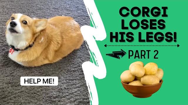 Talking corgi loses his legs (part 2) #shorts Talking corgi loses his legs (part 2) #shorts