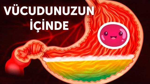 Vücudunuzun i̇çine doğru bir yolculuk Vücudunuzun i̇çine doğru bir yolculuk