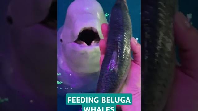 Feeding beluga whales Feeding beluga whales