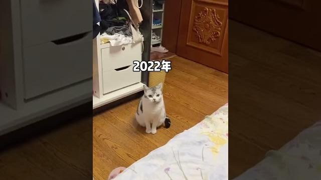 桑葚除了身体变大了之外,没有什么变化!桑葚是只猫 桑葚除了身体变大了之外,没有什么变化!桑葚是只猫