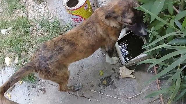 Brown stray pup/limping white stray dog eating bones/whole wheat bread/summers #viralvideo #vlog #uk Brown stray pup/limping white stray dog eating bones/whole wheat bread/summers #viralvideo #vlog #uk