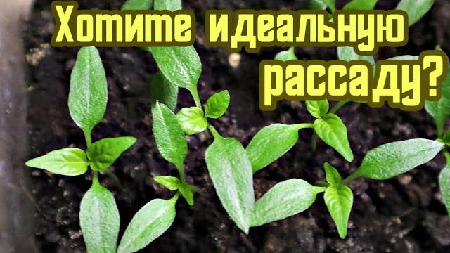 Когда сажать перец на рассаду для высадки в открытый грунт для подмосковья и средней полосы россии? Когда сажать перец на рассаду для высадки в открытый грунт для подмосковья и средней полосы россии?