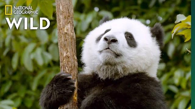 Bears 101 | nat geo wild Bears 101 | nat geo wild