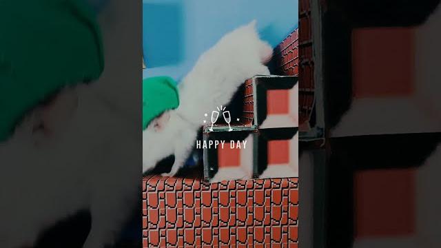 Super mario vs luigi in hamster bros Super mario vs luigi in hamster bros