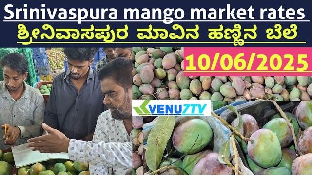#10/06/2025 #today srinivaspura mango rates #srinivaspura mango market rates #mango rates #venu7tv #10/06/2025 #today srinivaspura mango rates #srinivaspura mango market rates #mango rates #venu7tv